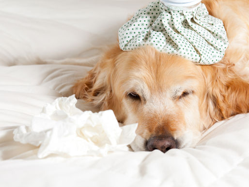 Canine Flu Reported in LA County