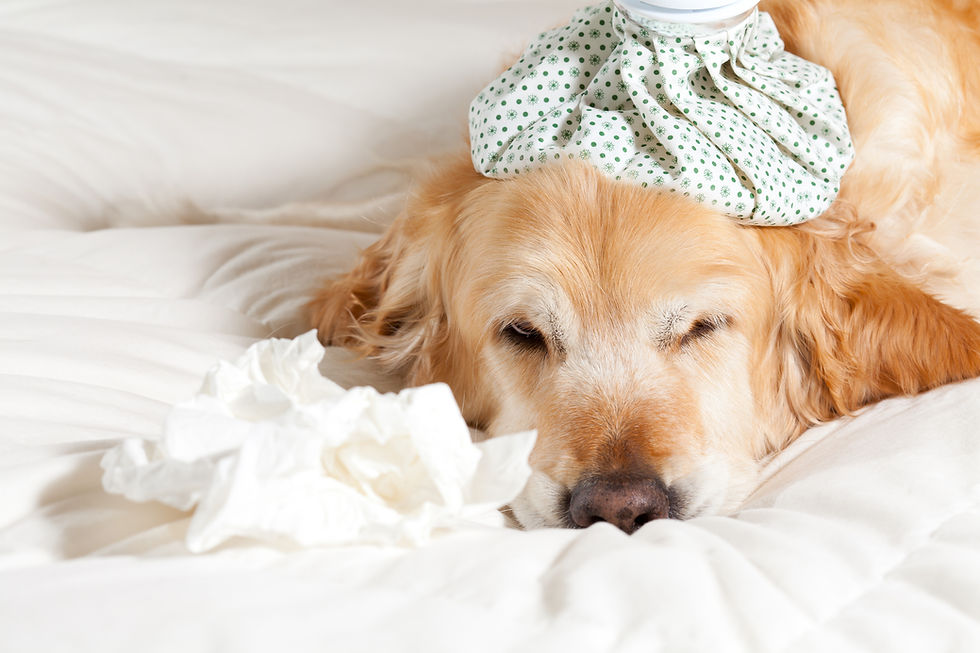 Canine Flu Reported in LA County | Pet Waggin' Pet Care