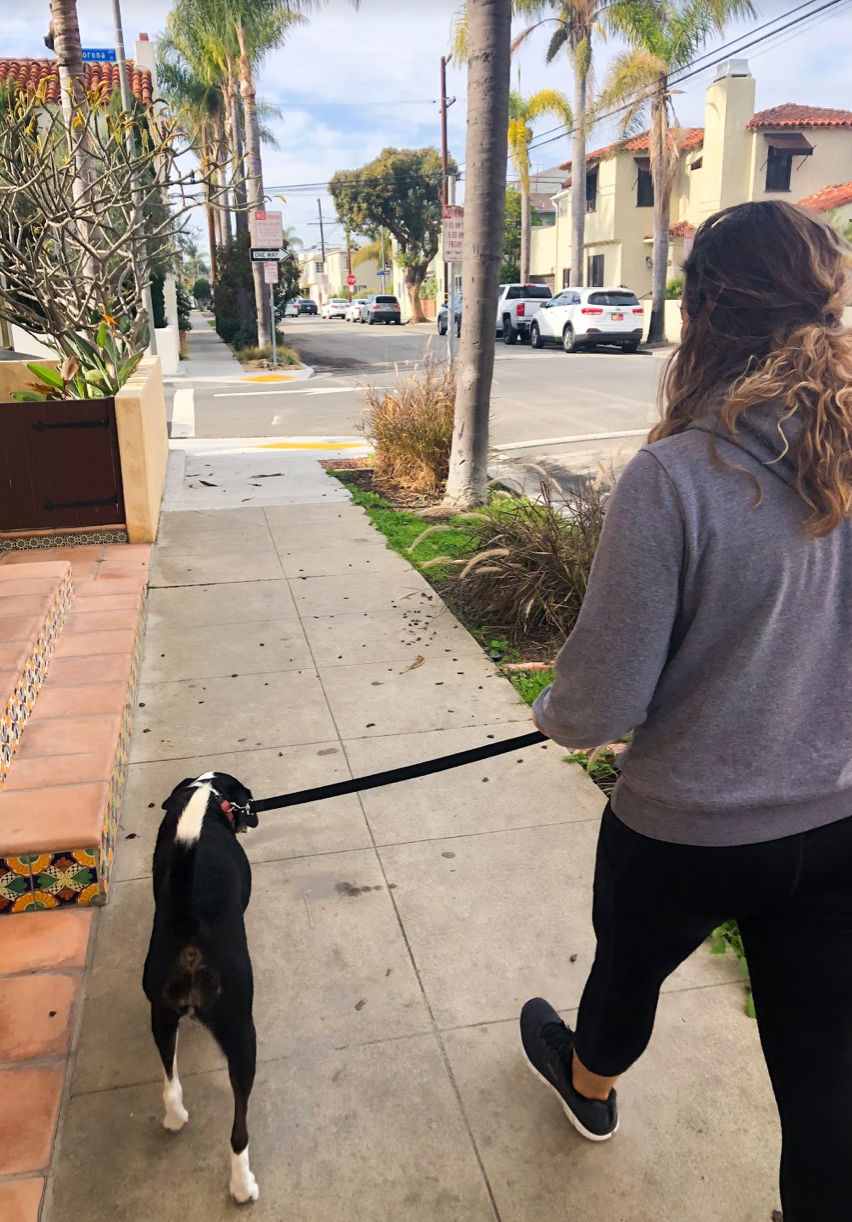 Downtown Long Beach | Pet-Friendly Long Beach | Pet Waggin' Pet Care