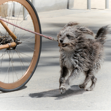 Downtown Long Beach Dog-Friendly Activities & Eats