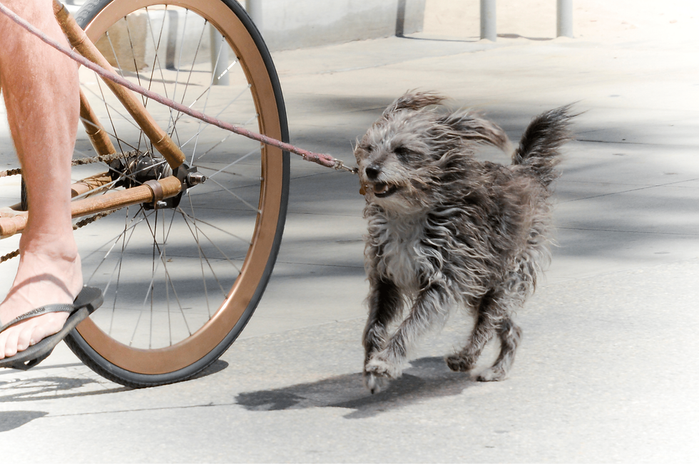 long beach dog friendly bike rentals