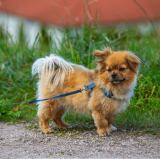 How To Walk Your Small Dog In Long Beach, CA