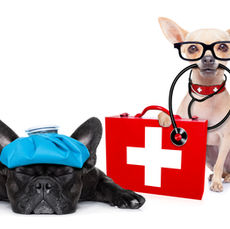 Emergency Planning for your Pets