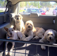 Summer Safety: How to Prevent a Dog From Overheating in a Car