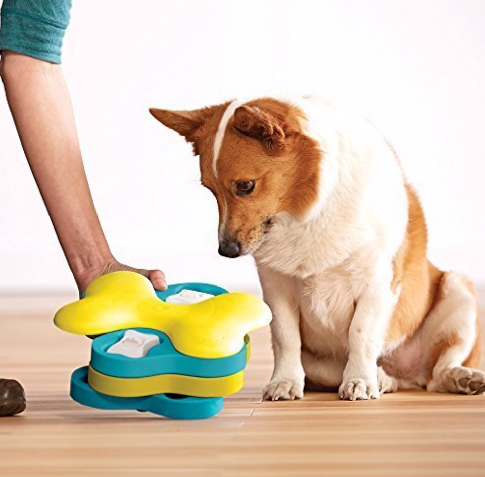 Dog Puzzle Toy Games in Long Beach