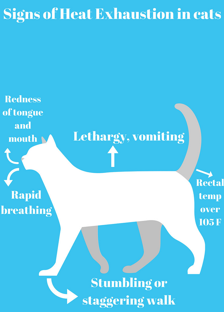 Summer Safety Preventing Heat Exhaustion in Cats Pet Waggin' Pet Care