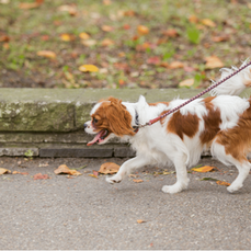 Dog Friendly Fall Activities Near Long Beach, CA