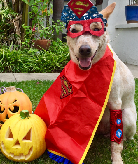 Halloween Pet Safety | Pet Waggin' Pet Care