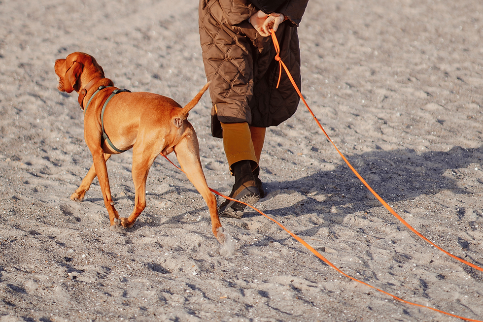 dog decompression walk on beach in long beach, ca