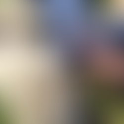 5 Reasons to Hire a Professional Pet Sitter