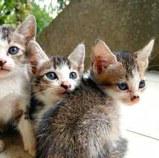 What Is Kitten Season? (& How You Can Help)