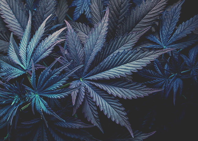 cannabis.jpg