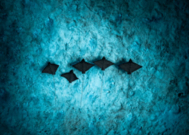 five spotted eagle rays seen from above as they swim near the ocean floor