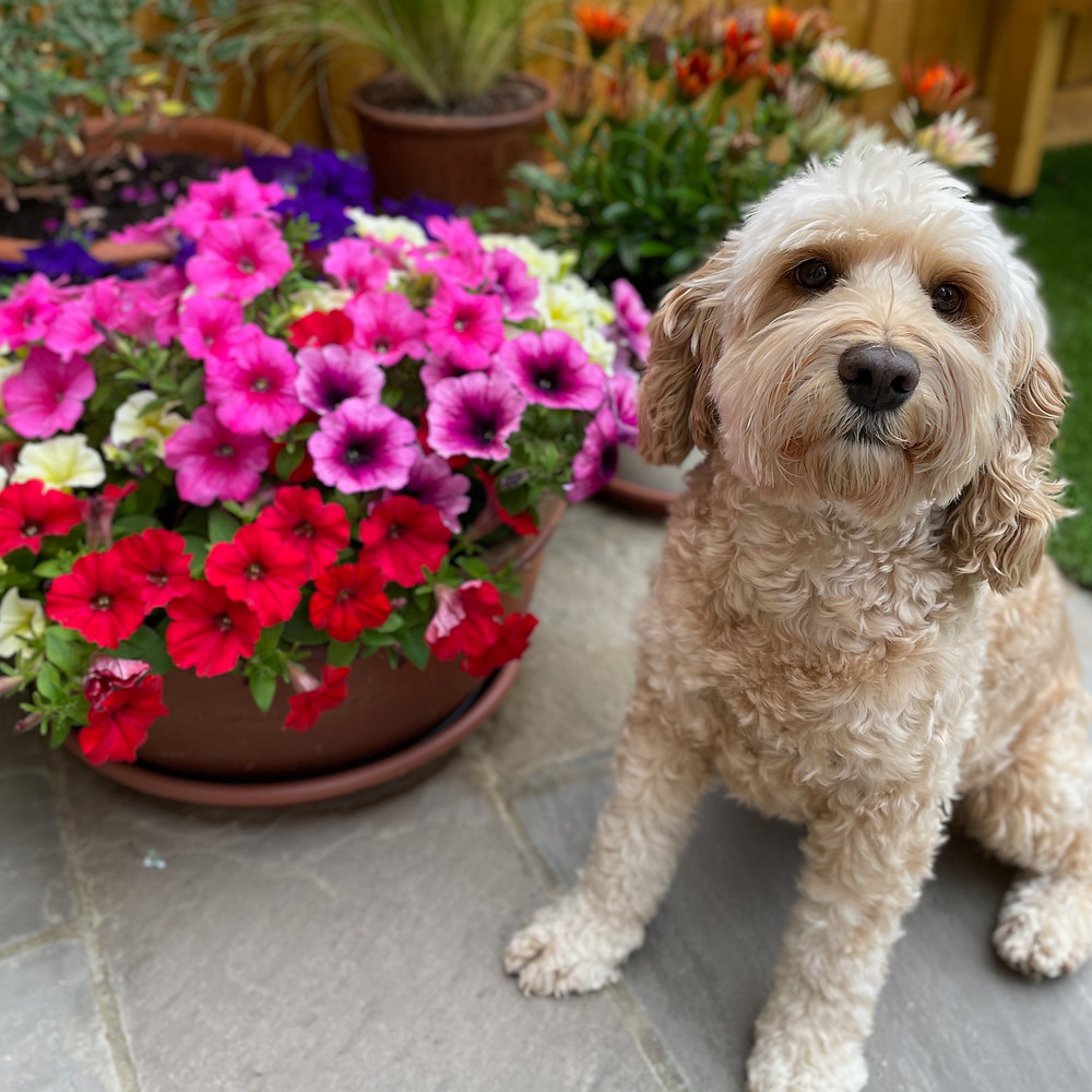 Gardening with a cockapoo