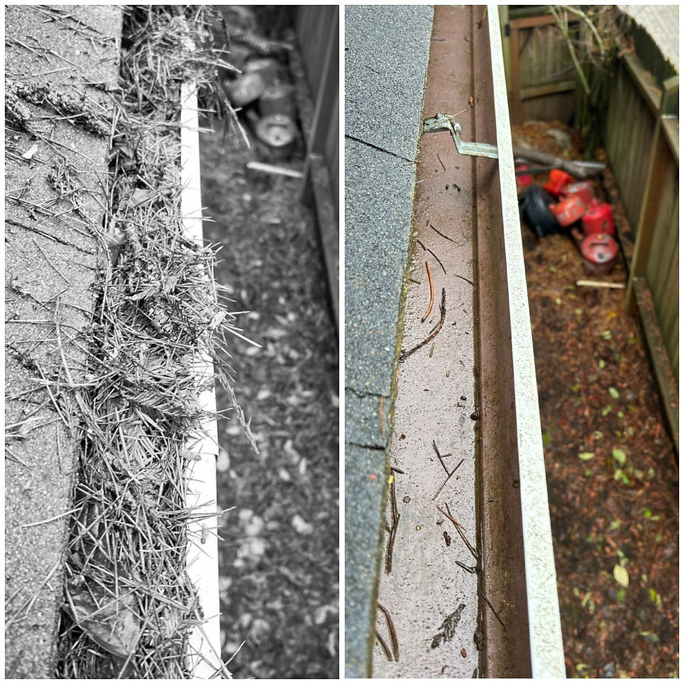 gutters cleaning pine needles