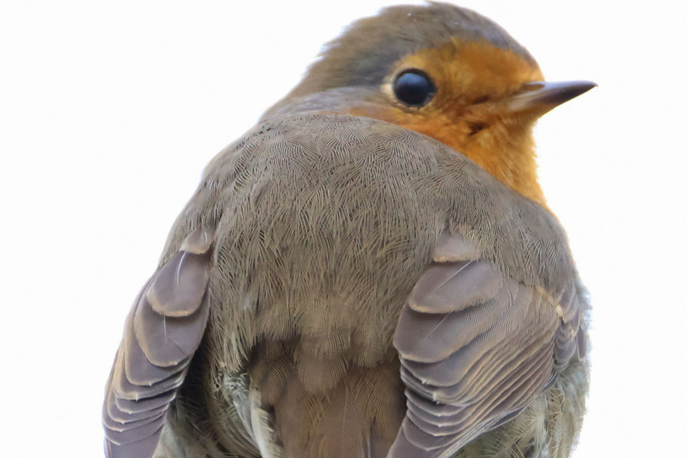 Tipps für vogelfreundliche Gehölze