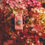 Thumbnail: CHARMED strawberry topped artisan soap