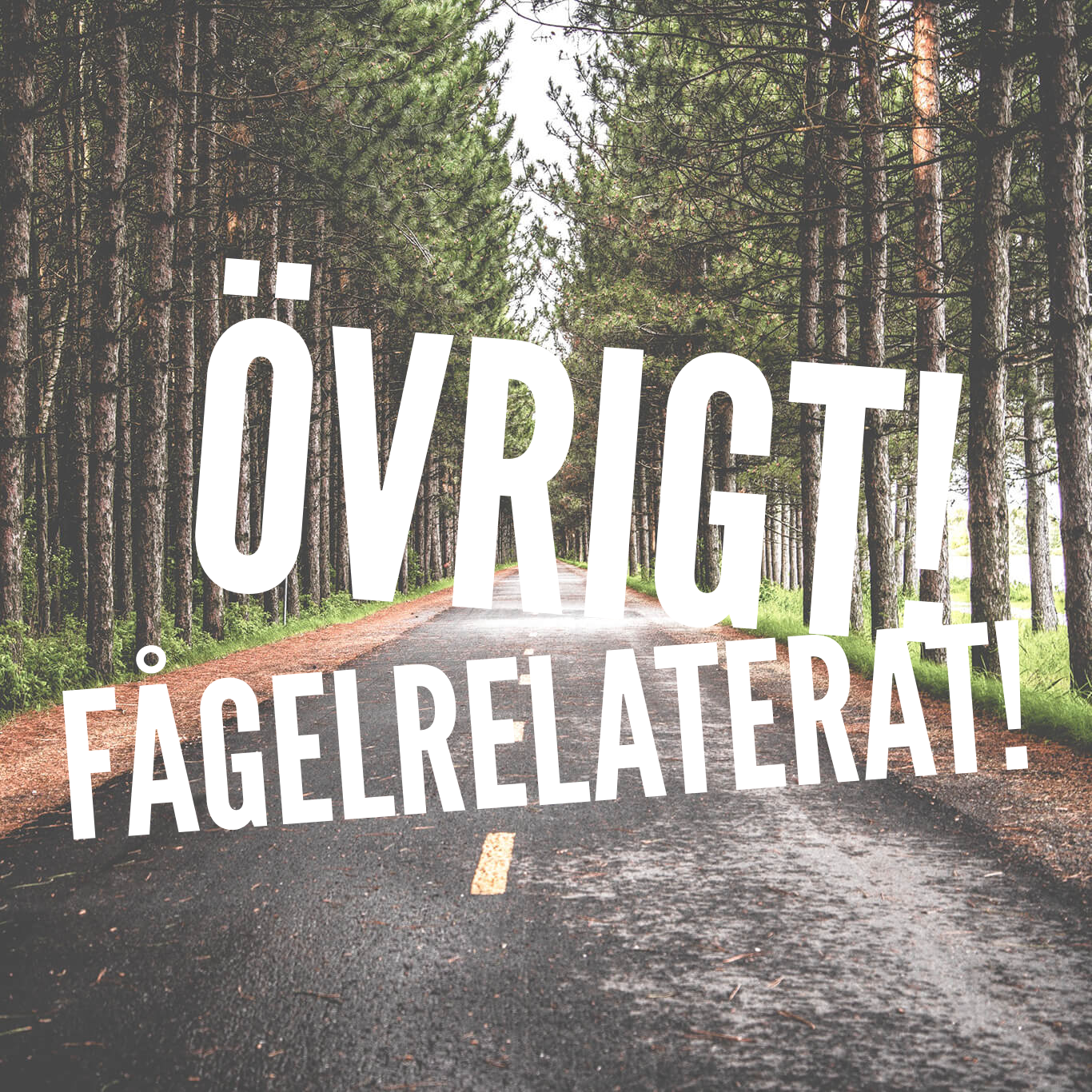 Övrigt! Fågelrelaterat! content media