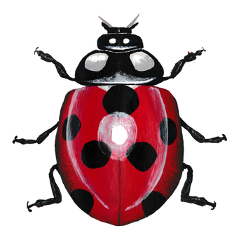 Ladybird
