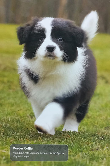 Border Collie, super motivado para agradar a su dueño