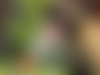 Guía de Supervivencia Veraniega: Cómo cuidar a tu mejor amigo del calor