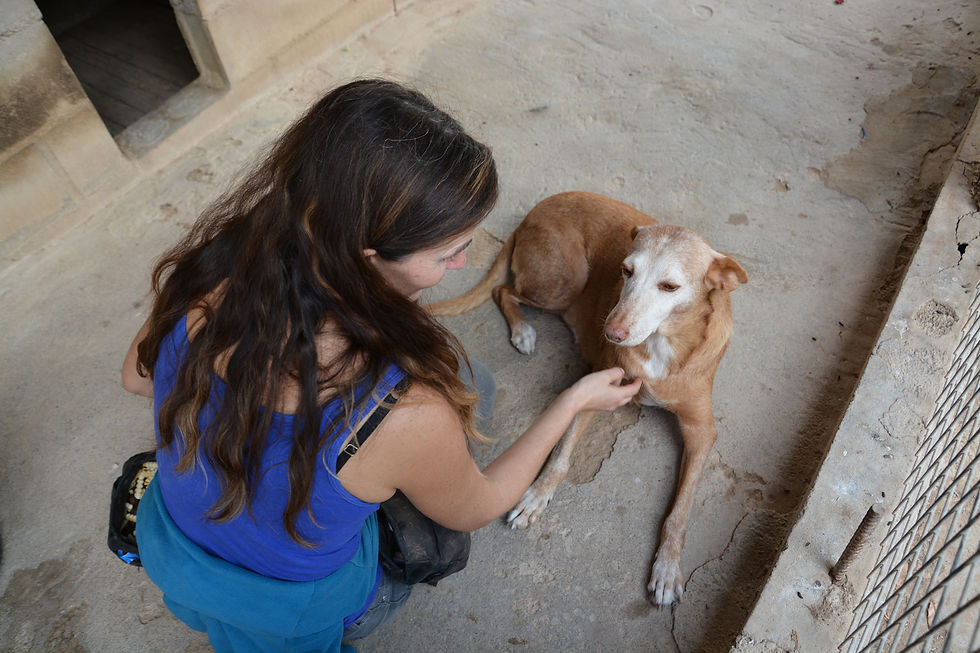 A podenco mix shelter dog getting attention from a volunteer