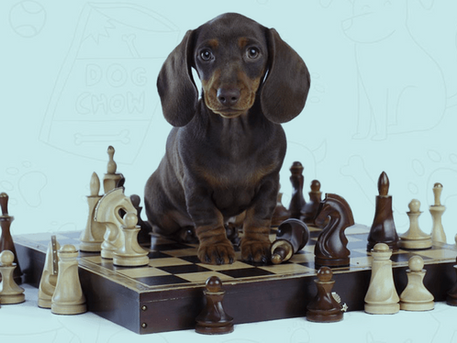 Dog Handler at Detroit Airport: A Lesson on Proper Training Tactics