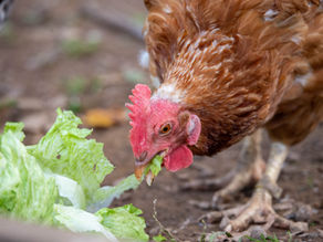 A reddish brown hen eating lettuce.