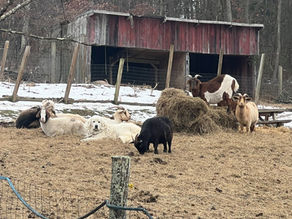 In or Out?: What You Need to Know About Great Pyrenees in the Cold