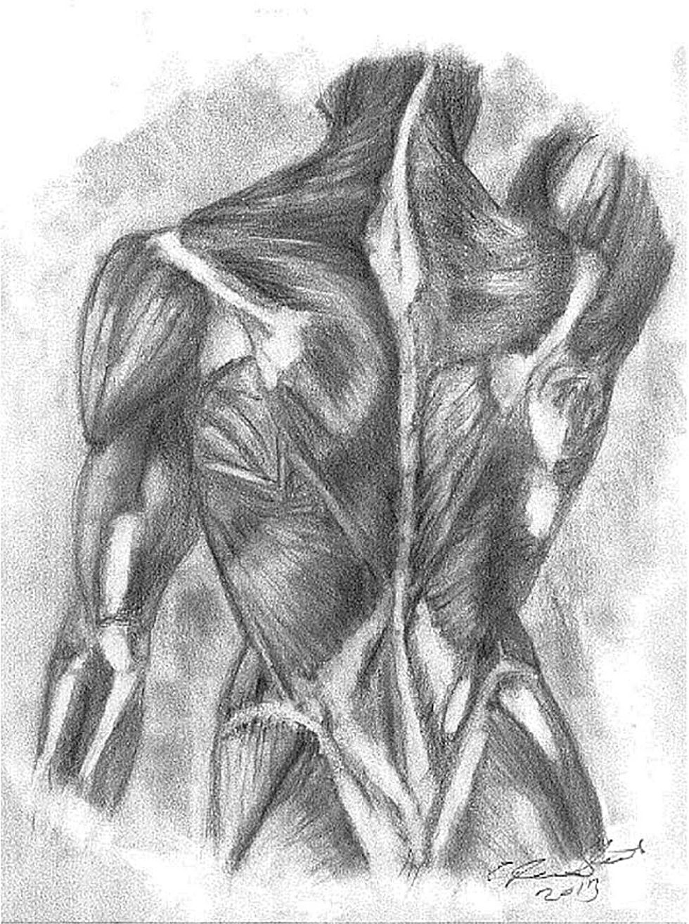 Back Muscles Study