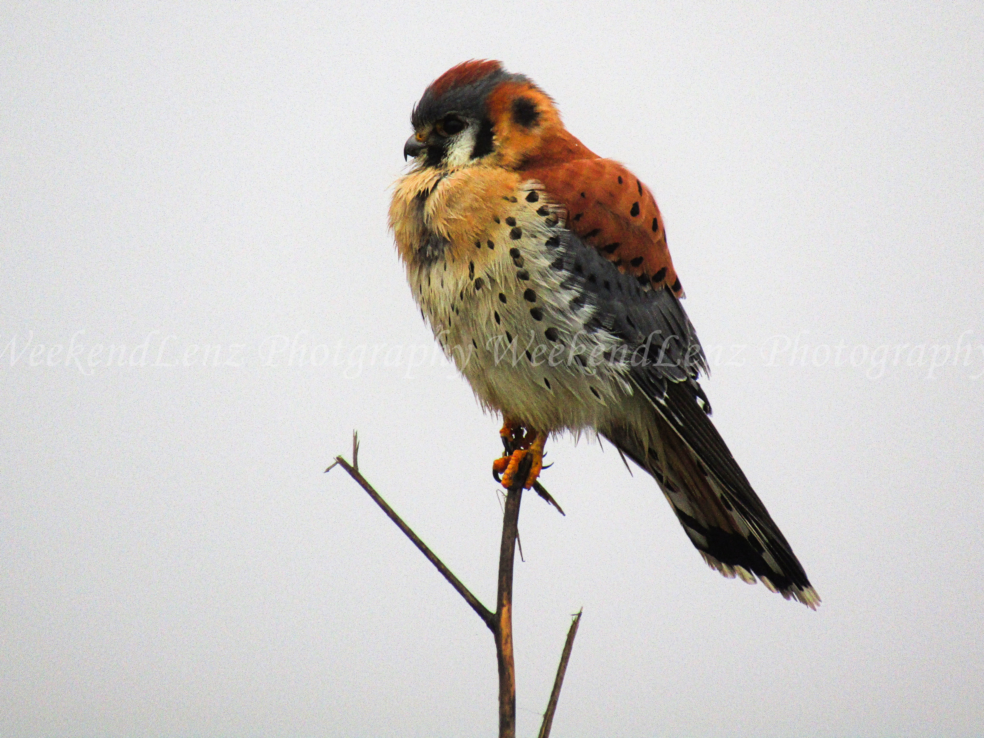 Perched Kestrel