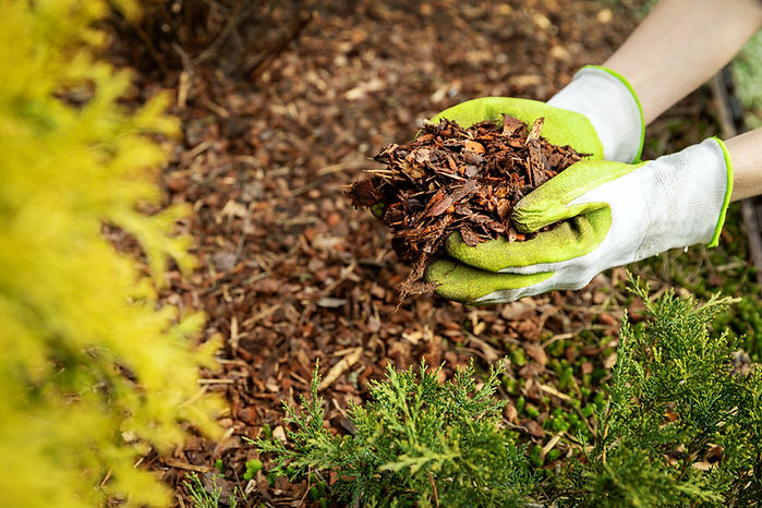 mulch