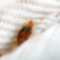 bedbug