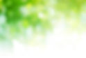 blurred green leaves background