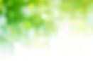 blurred green leaves background