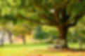 bench under a tree at a park