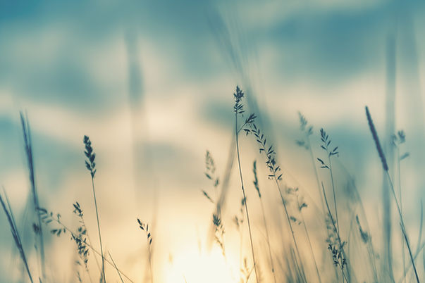 grain closeup