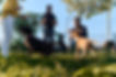 group of dog trainers outdoors