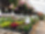 annuals, baskets