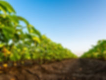 végétation cultivée dans une ferme commerciale