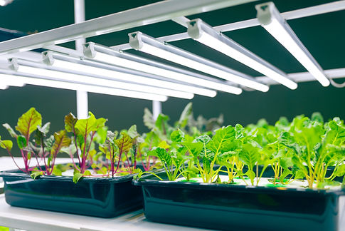 plants under led lights