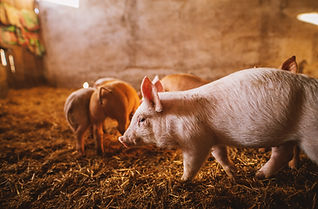 swine on farm