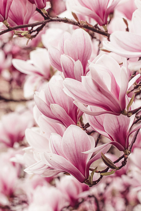 magnolias