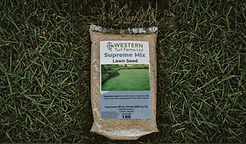 lawn seed
