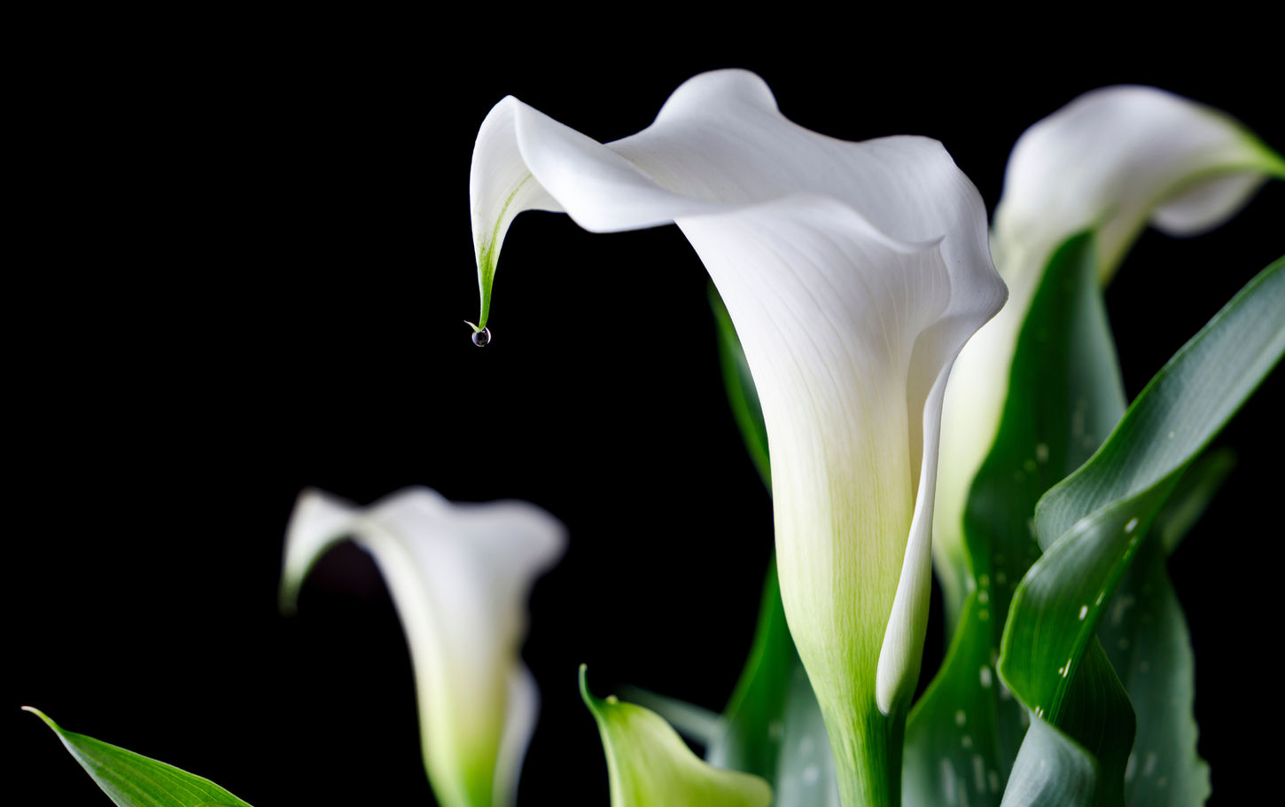 calla lily sur noir