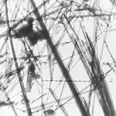 Crocidolite asbestos