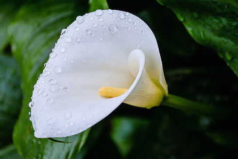 gros plan sur un calla lily