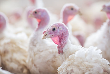 white turkeys
