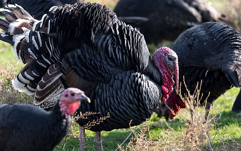 turkeys on farm
