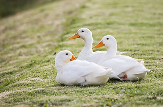 white ducks